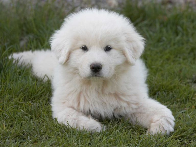 150 Blonde Male Dog Names: The Best Ideas