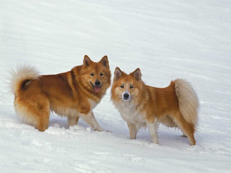 Iceland Dog Names: A Friendly Guide for Your New Pup